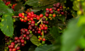 Imagem: Preço do café apresenta tendência de queda