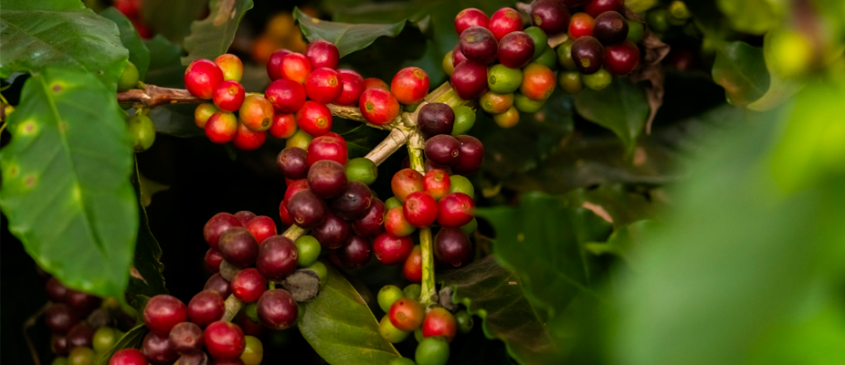 Imagem destaque: Preço do café apresenta tendência de queda