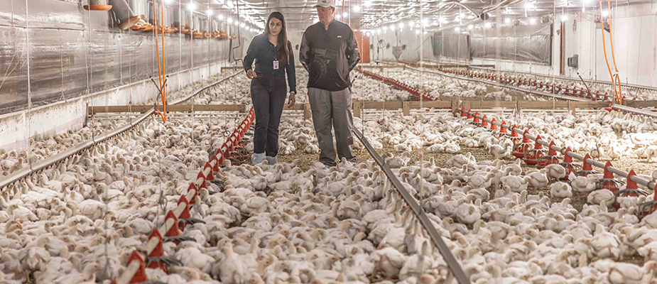Imagem destaque: Aurora Coop investe R$ 1,4 bilhão em melhorias na cadeia produtiva