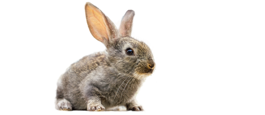 Imagem destaque: PL que proíbe testes em animais para cosméticos é aprovada e aguarda sanção