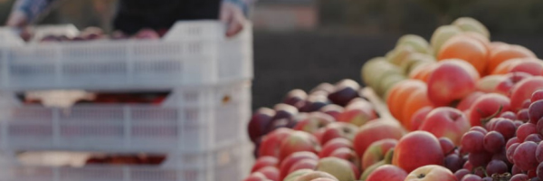 Imagem: Startups: Arado e Frexco firmam fusão com foco em distribuição de alimentos frescos