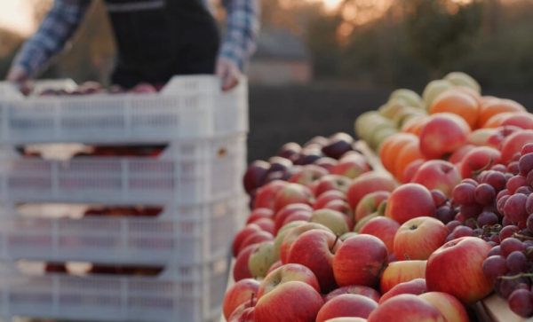 Imagem: Exportações de frutas chegam a US$ 1,45 bilhão e batem recorde em 2025