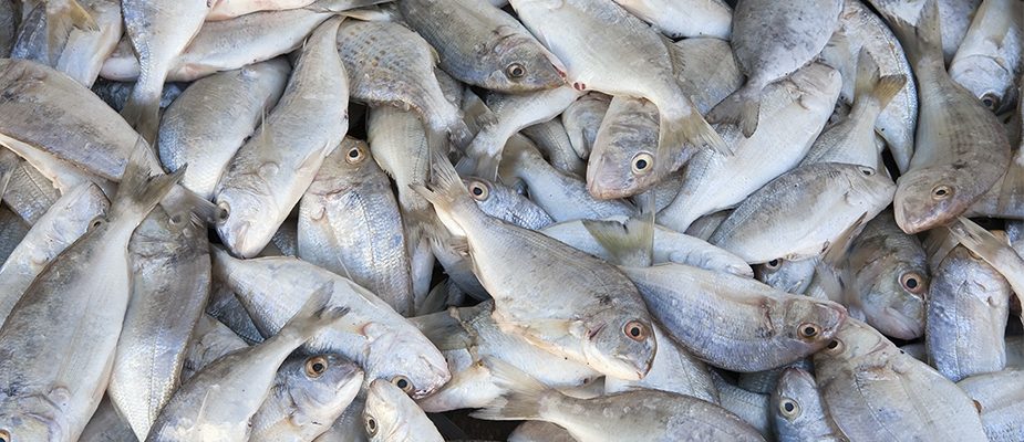 Imagem destaque: Setor de pescados projeta retomada em 2026, após diminuição nas tarifas dos EUA