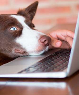 Imagem: E-commerce pet cresce 4,8% em acessos
