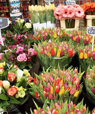 Imagem: Mês de Maio Deve Impulsionar Venda de Flores
