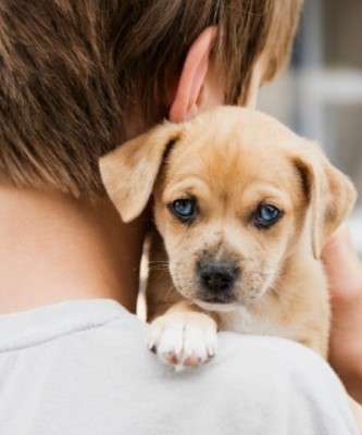Imagem: Gastos com Pets Aumentam 129% em 2021