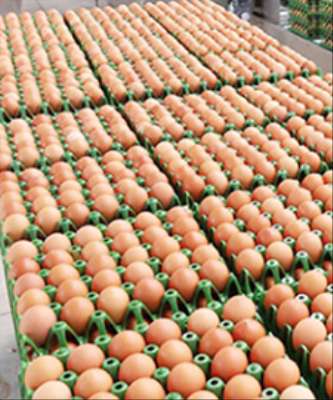 Imagem: Produção de Ovos Chega a 1,01 Bi de Dúzias