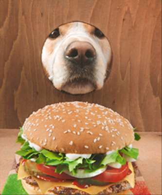 Imagem: Burger King Faz Campanha com Cão-Guia