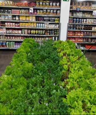 Imagem: Muffato Instala Horta Viva em Hipermercado