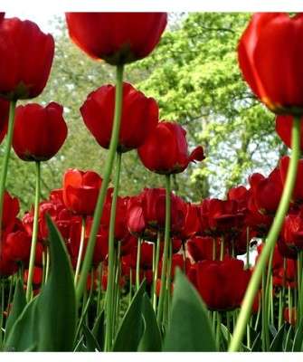 Imagem: Flores Online Aposta no Valentine