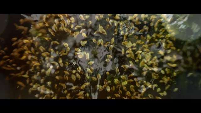 Imagem: Filme com Reunião Crystalina